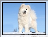 Bia�y, Pies, Akita